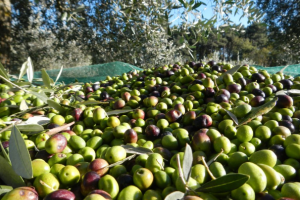 Olijventeelt in Leivi olijfolie