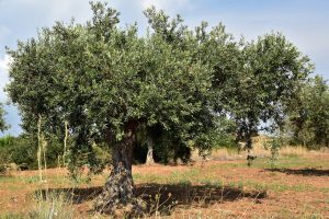olijfboom